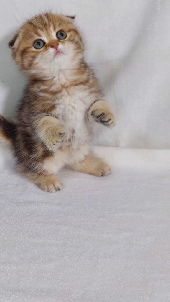 David - Scottish Fold Gold Marble Male 2 Months Old