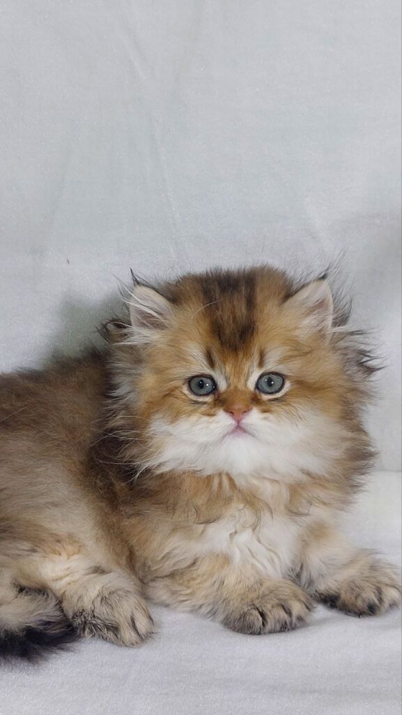 Erika - British Longhair Gold Female 2 Months Old