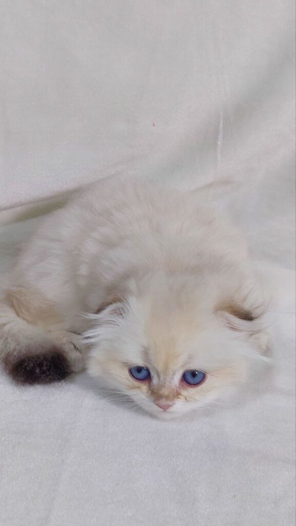 Ferrari - Scottish Fold White Point Male 2 Months Old