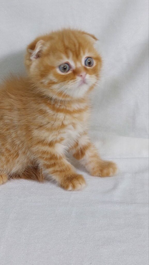 Gianni - Scottish Fold Gold Male 2 Months Old