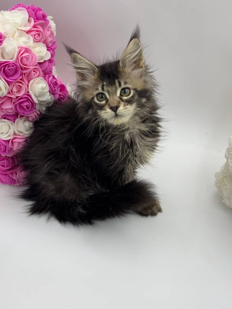 Glaze - Tabby Maine Coon Female 2.5 Months Old