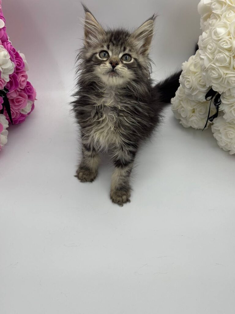 Harris - Tabby Maine Coon Male 2.5 Months Old