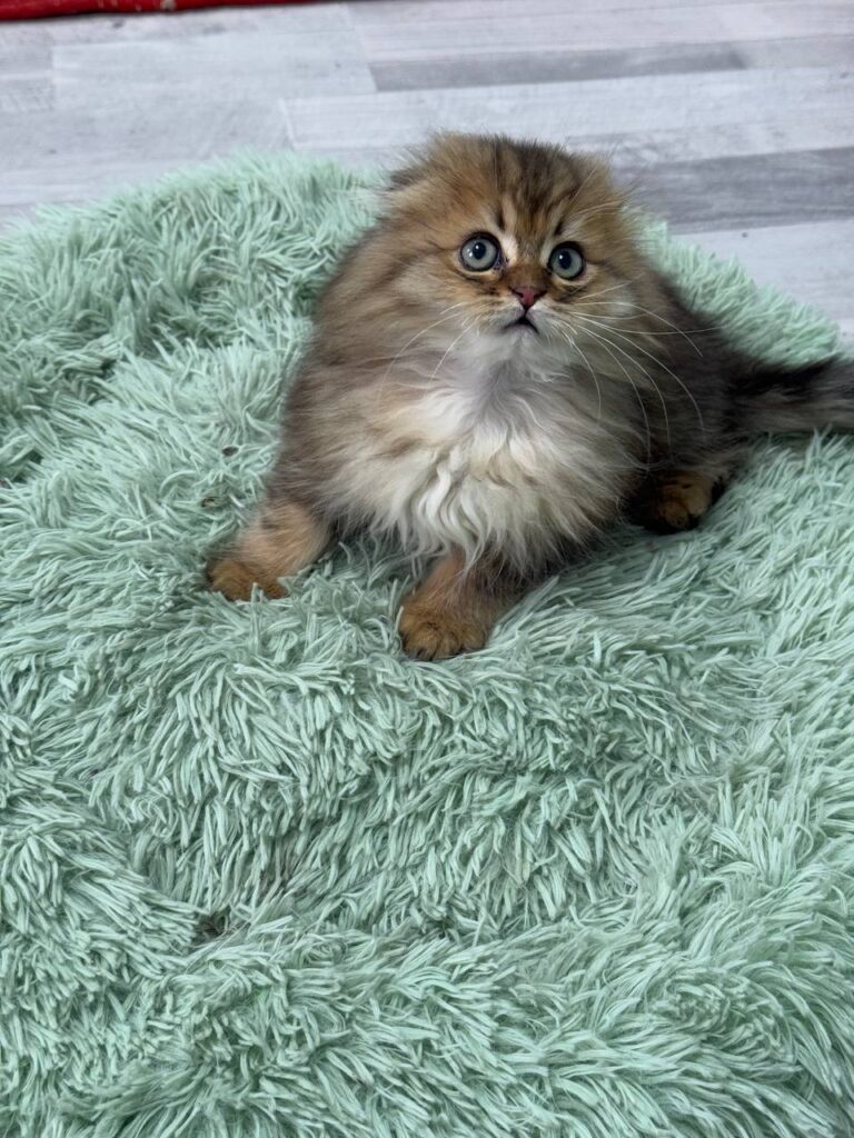 Fendi - Gold Longhair Scottish Fold Male 2.5 Months Old