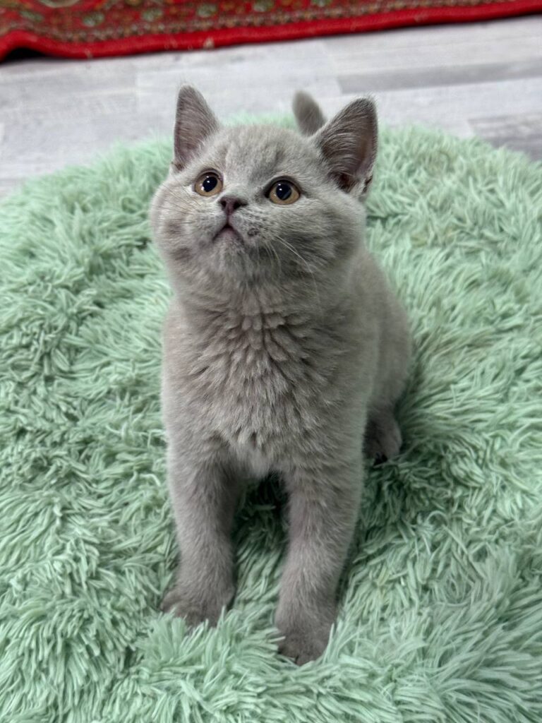 Smoke - Blue British Shorthair Male 2.5 Months Old