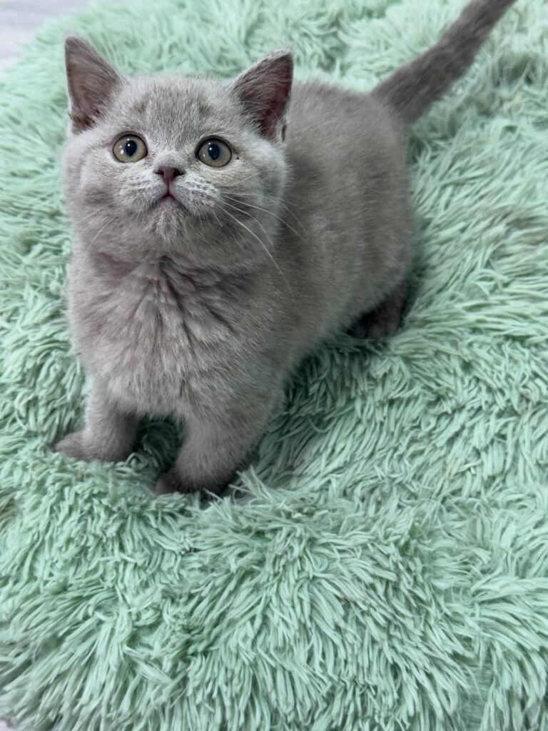 Gucci - Blue British Shorthair Male 2.5 Months Old