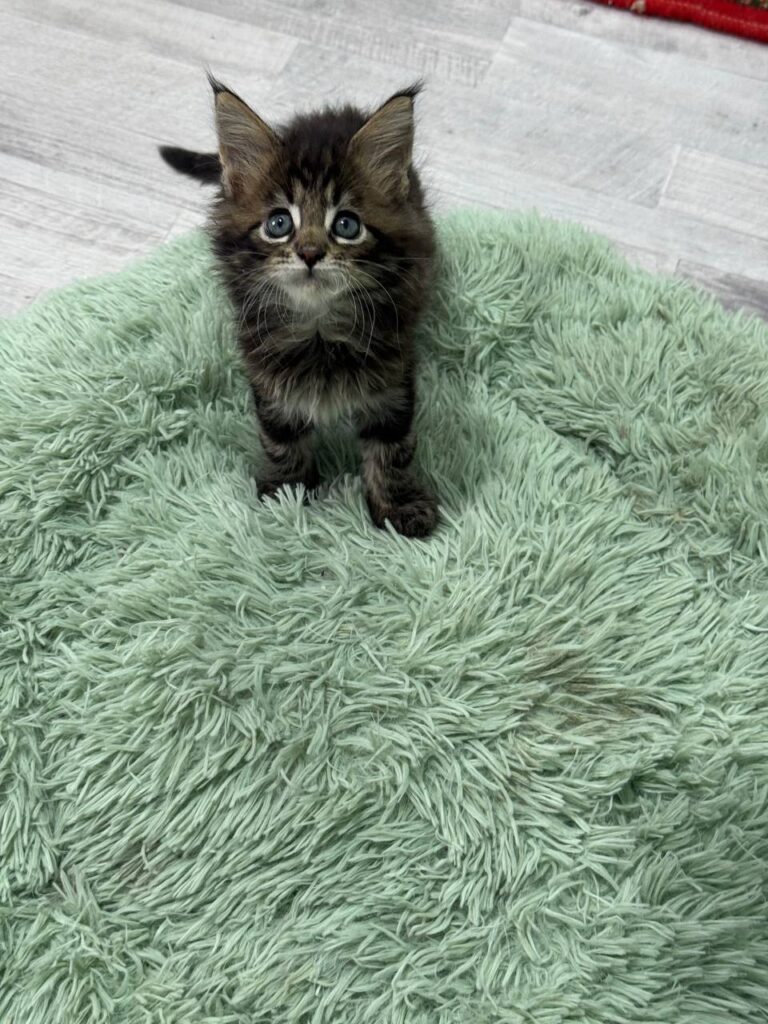 Armani - Dark Tabby Maine Coon Male 2.5 Months Old