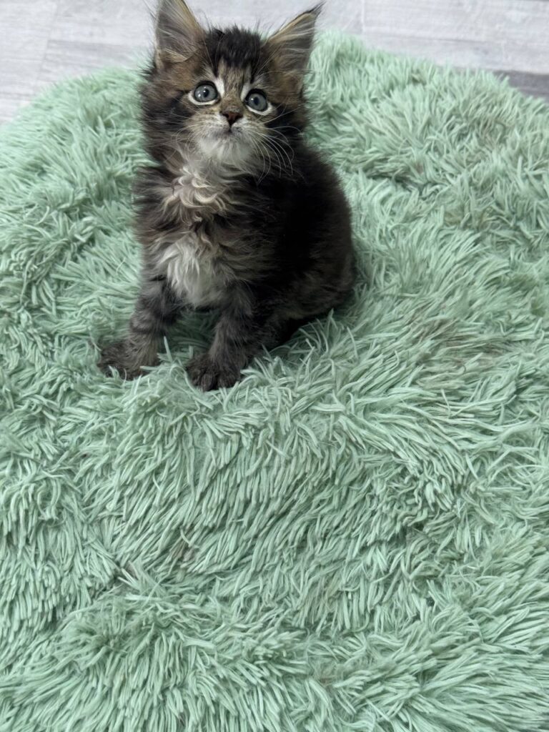 Becca - Dark Tabby Maine Coon Female 2.5 Months Old