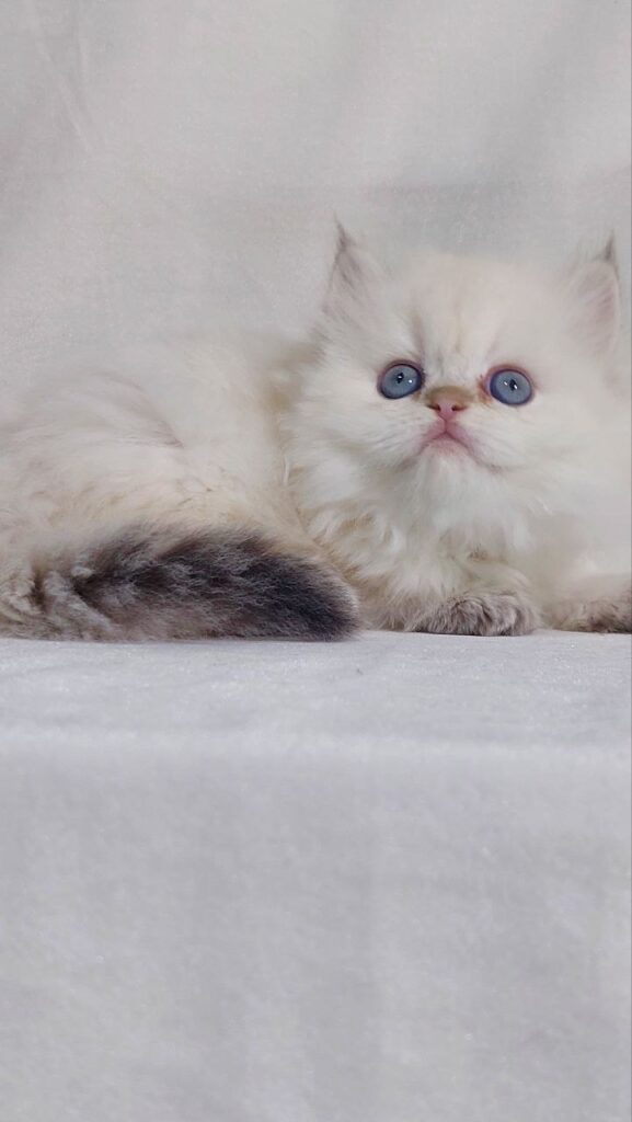 Celine - British Longhair White Female with Blue Eyes 2 Months Old