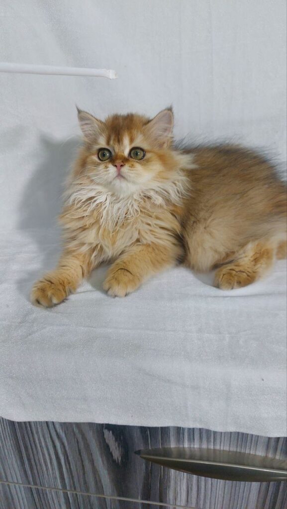 Chloe - Longhair Scottish Fold Female 3 Months Old