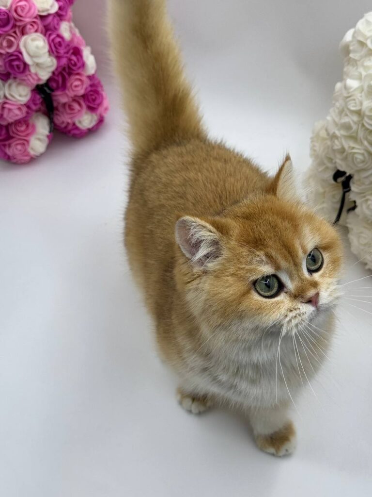 Calvin - British Shorthair Gold Male 4 Months Old