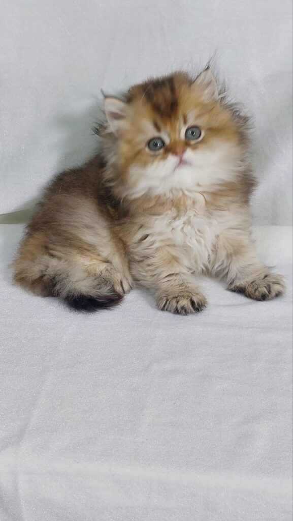 Erika - British Longhair Gold Female 2 Months Old