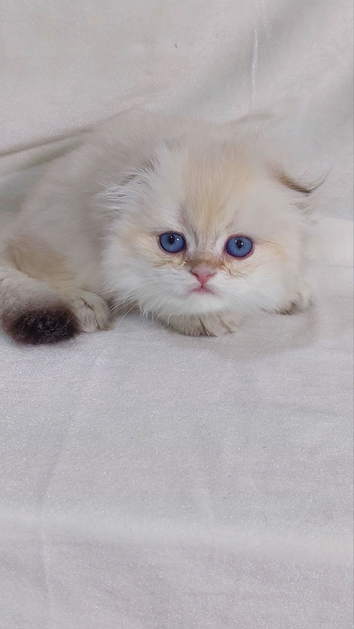 Ferrari – Scottish Fold White Point Male 2 Months Old