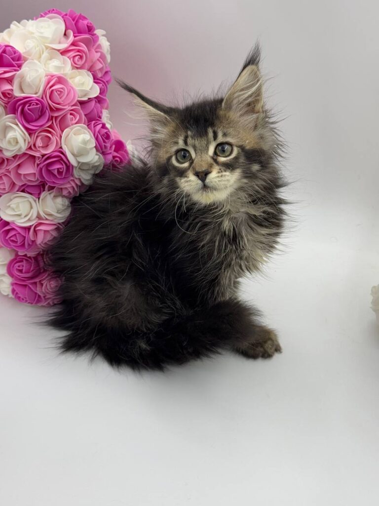 Glaze - Tabby Maine Coon Female 2.5 Months Old