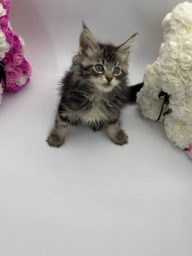 Harris - Tabby Maine Coon Male 2.5 Months Old