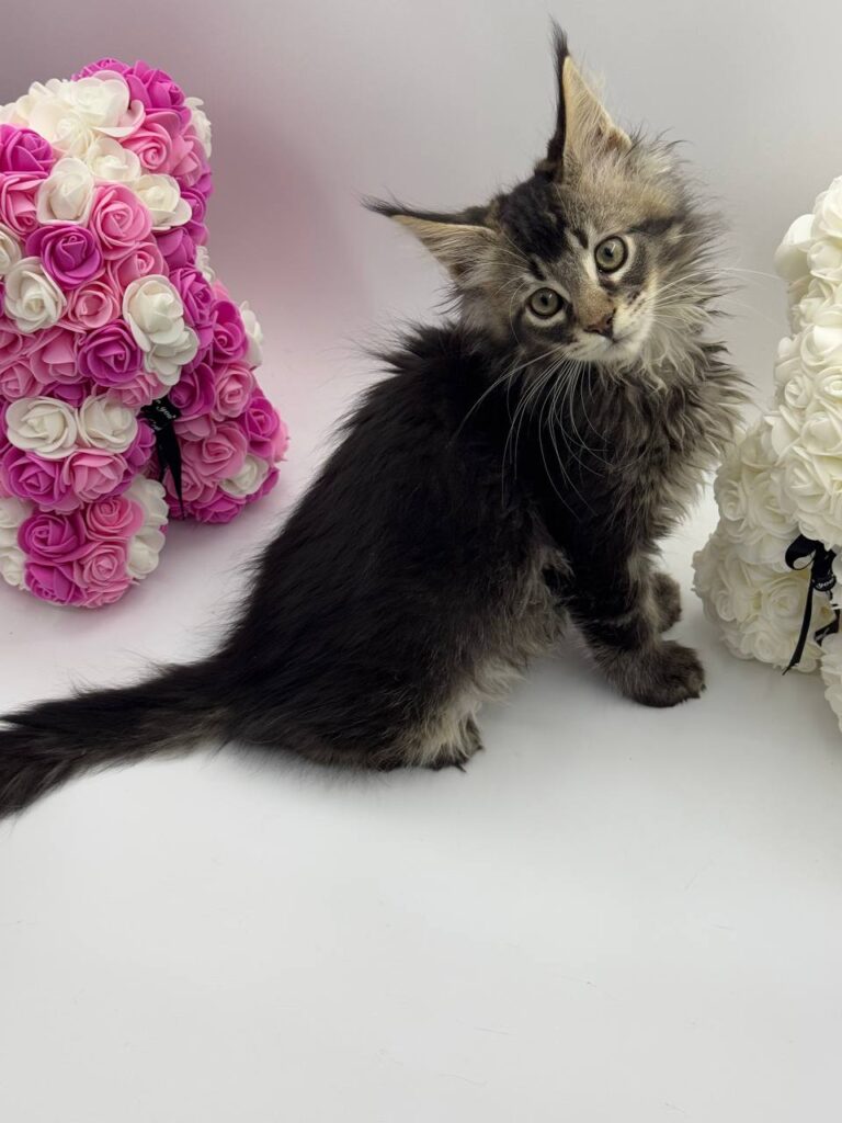 Guess - Tabby Maine Coon Male 2.5 Months Old