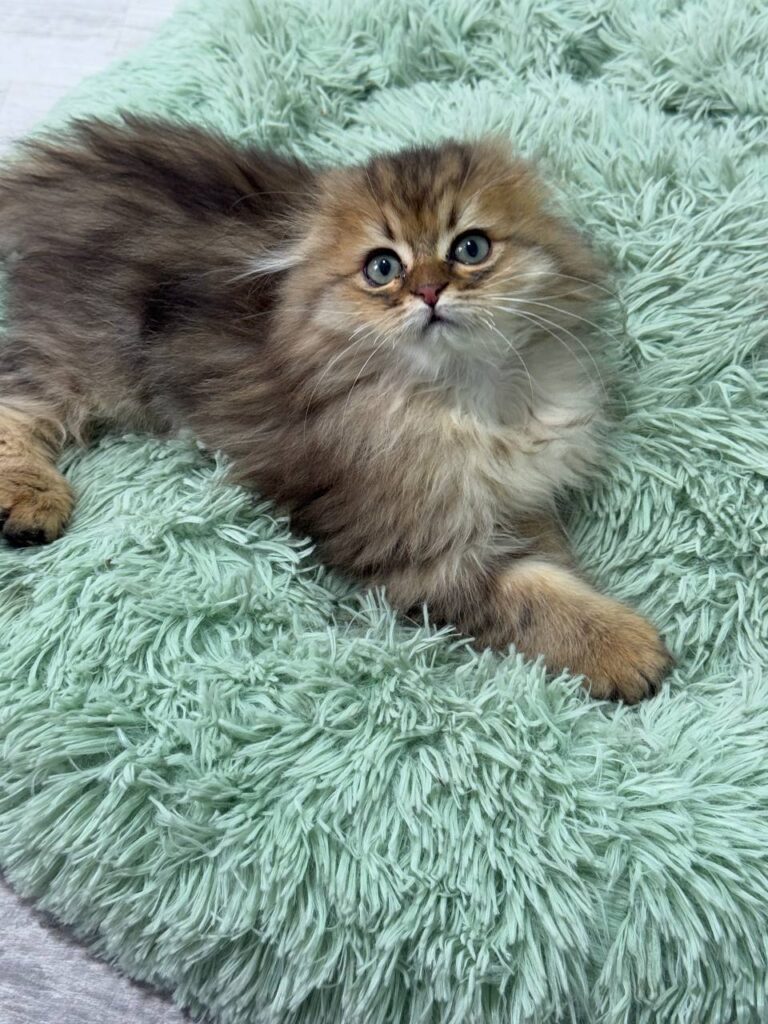 Fendi - Gold Longhair Scottish Fold Male 2.5 Months Old