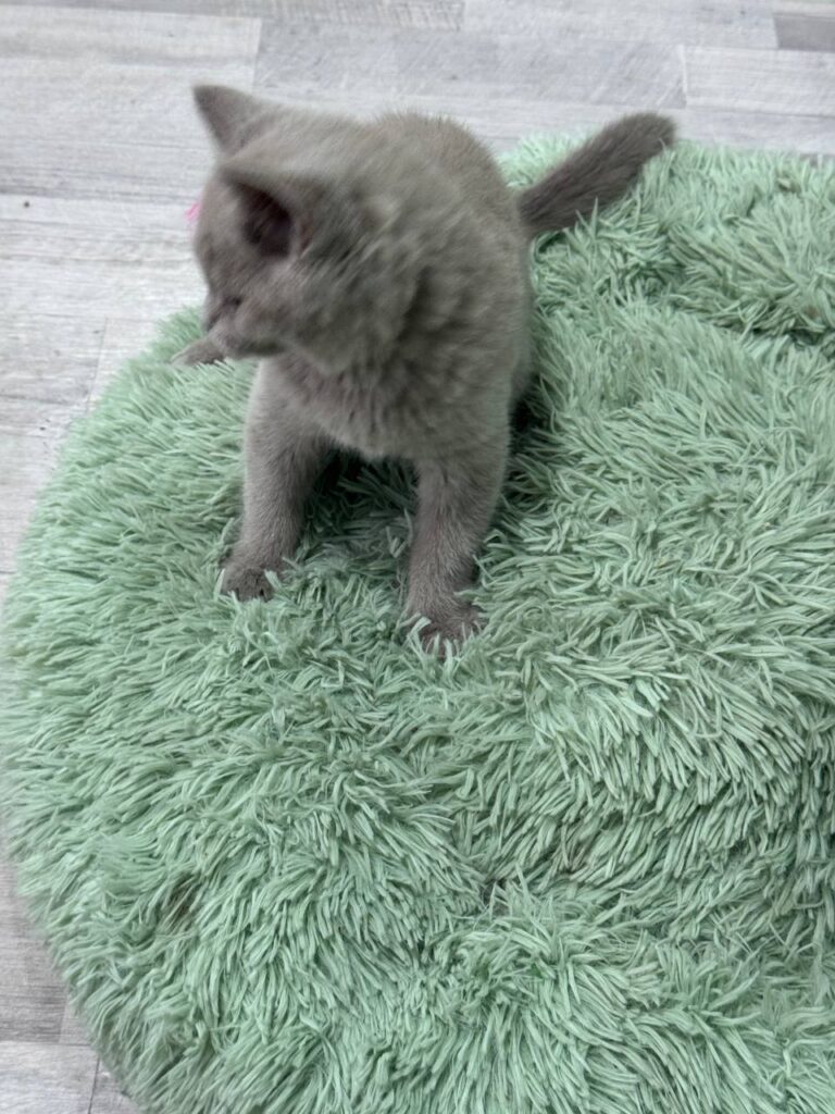 Smoke - Blue British Shorthair Male 2.5 Months Old