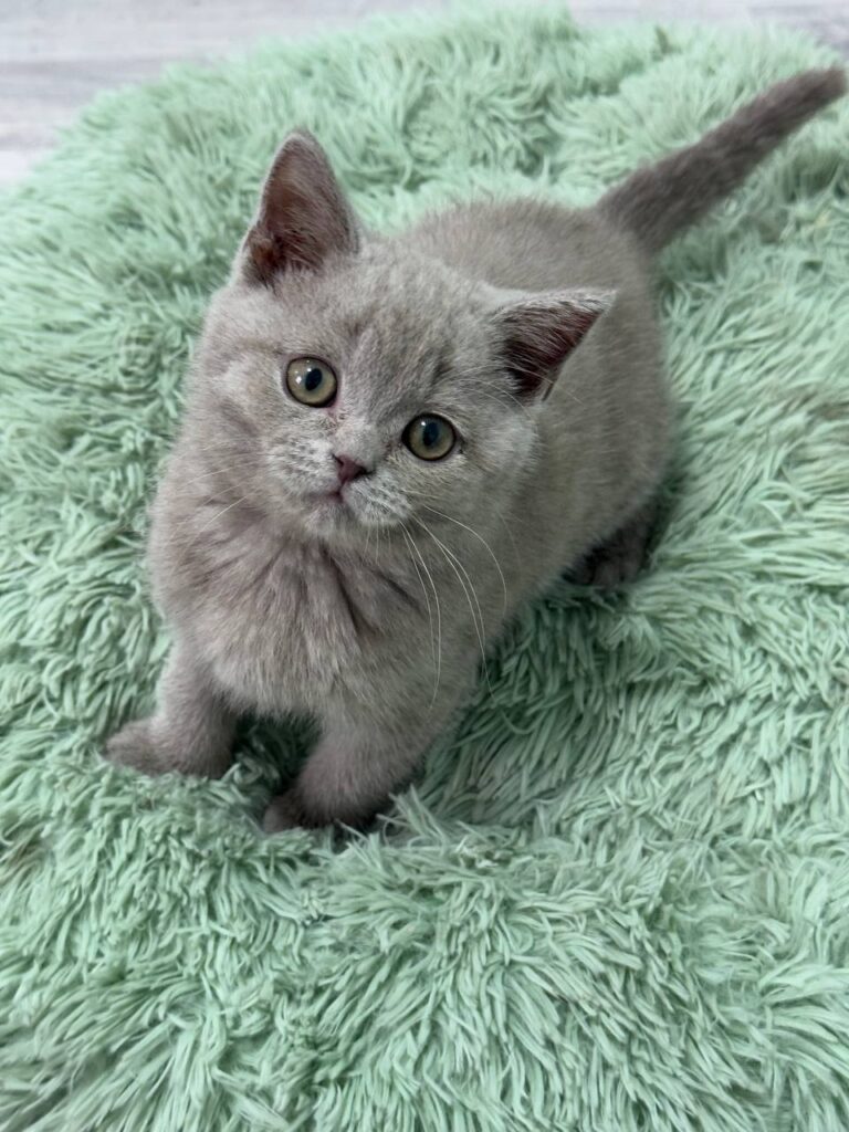 Gucci - Blue British Shorthair Male 2.5 Months Old