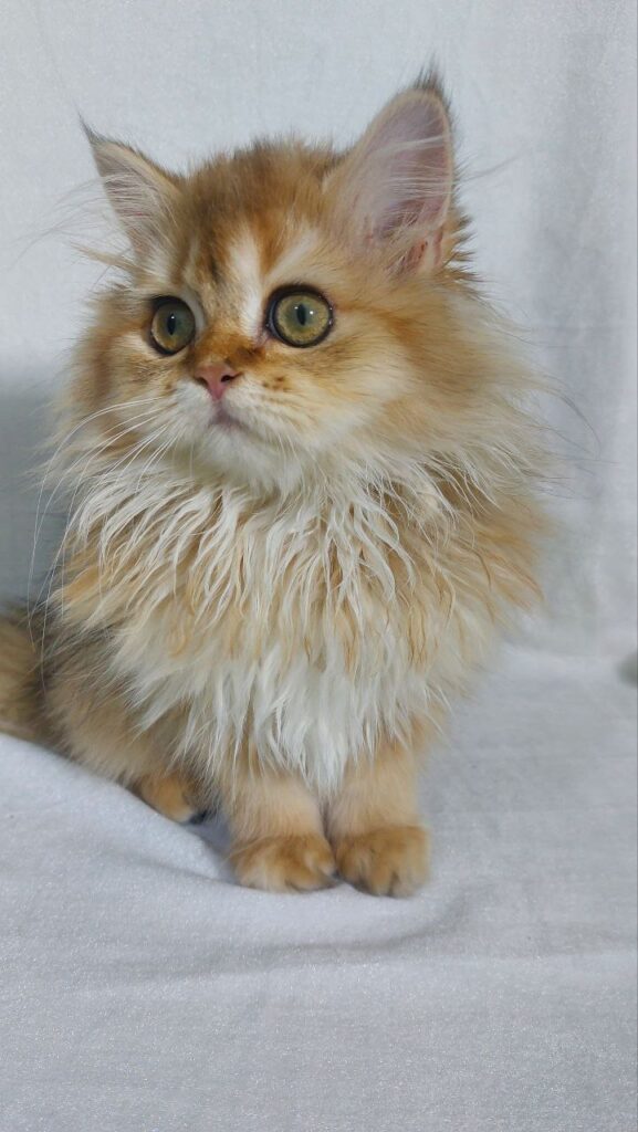 Chloe - Longhair Scottish Fold Female 3 Months Old