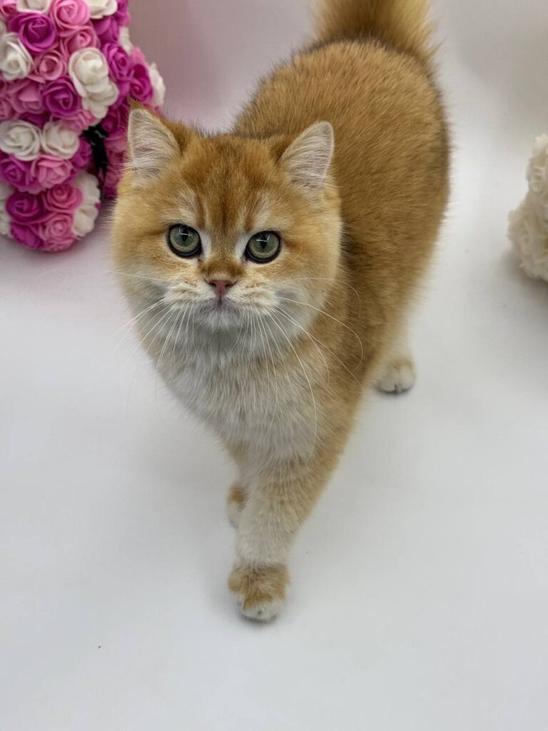 Calvin - British Shorthair Gold Male 4 Months Old