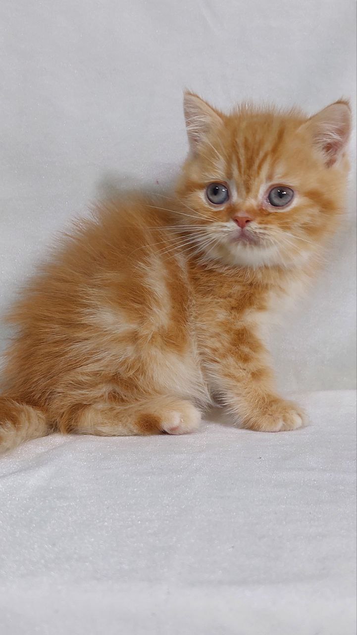 Giorgio – British Shorthair Gold Marble Male 2 Months Old