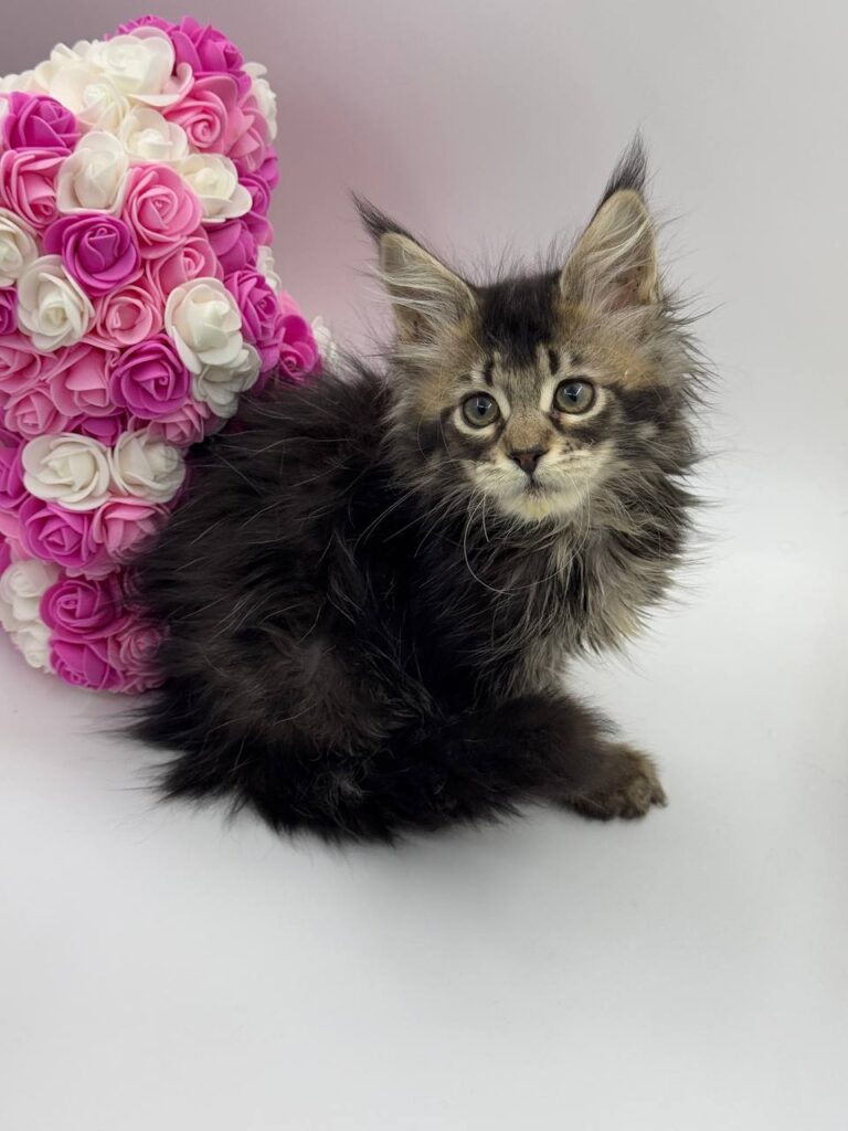 Glaze - Tabby Maine Coon Female 2.5 Months Old