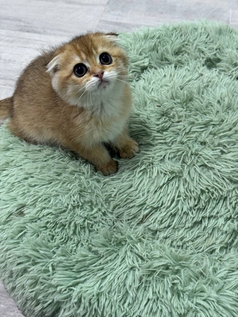 Dior - Gold Scottish Fold Male 2.5 Months Old