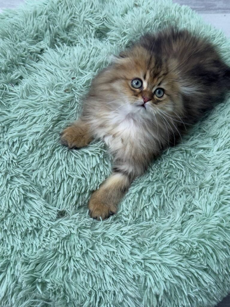 Fendi - Gold Longhair Scottish Fold Male 2.5 Months Old