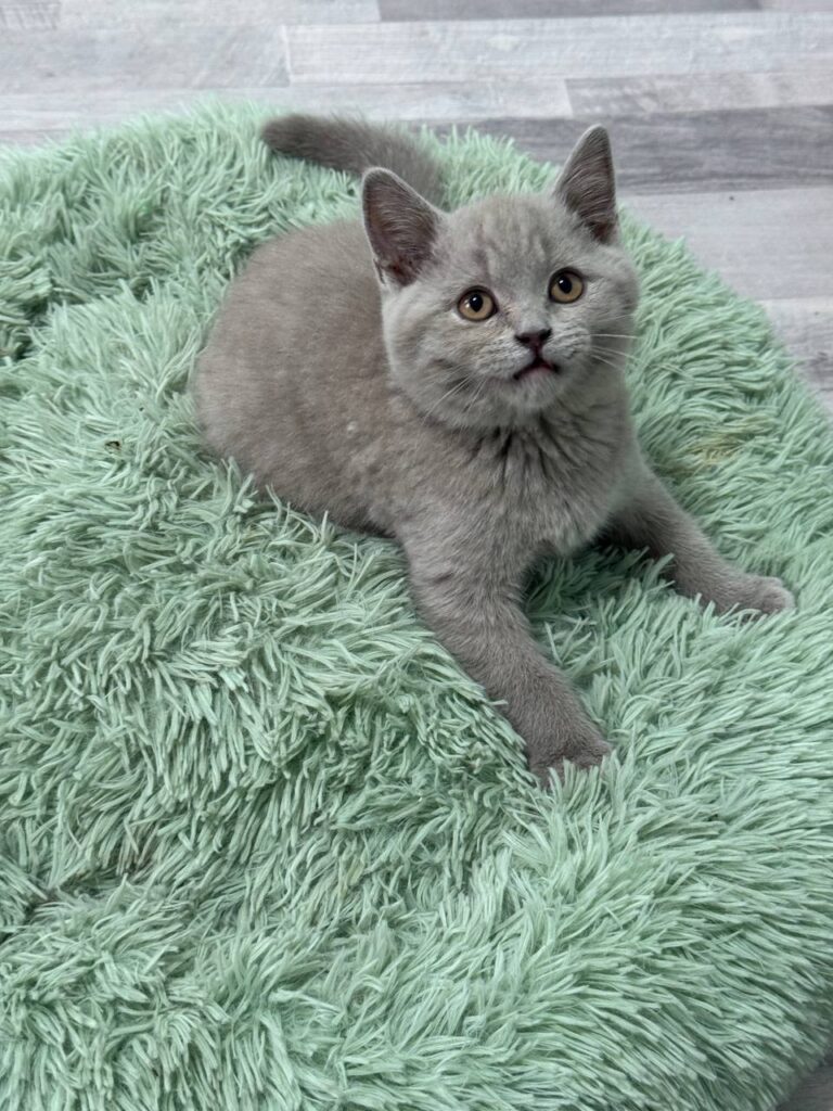 Smoke - Blue British Shorthair Male 2.5 Months Old