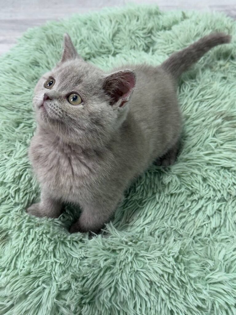 Gucci - Blue British Shorthair Male 2.5 Months Old