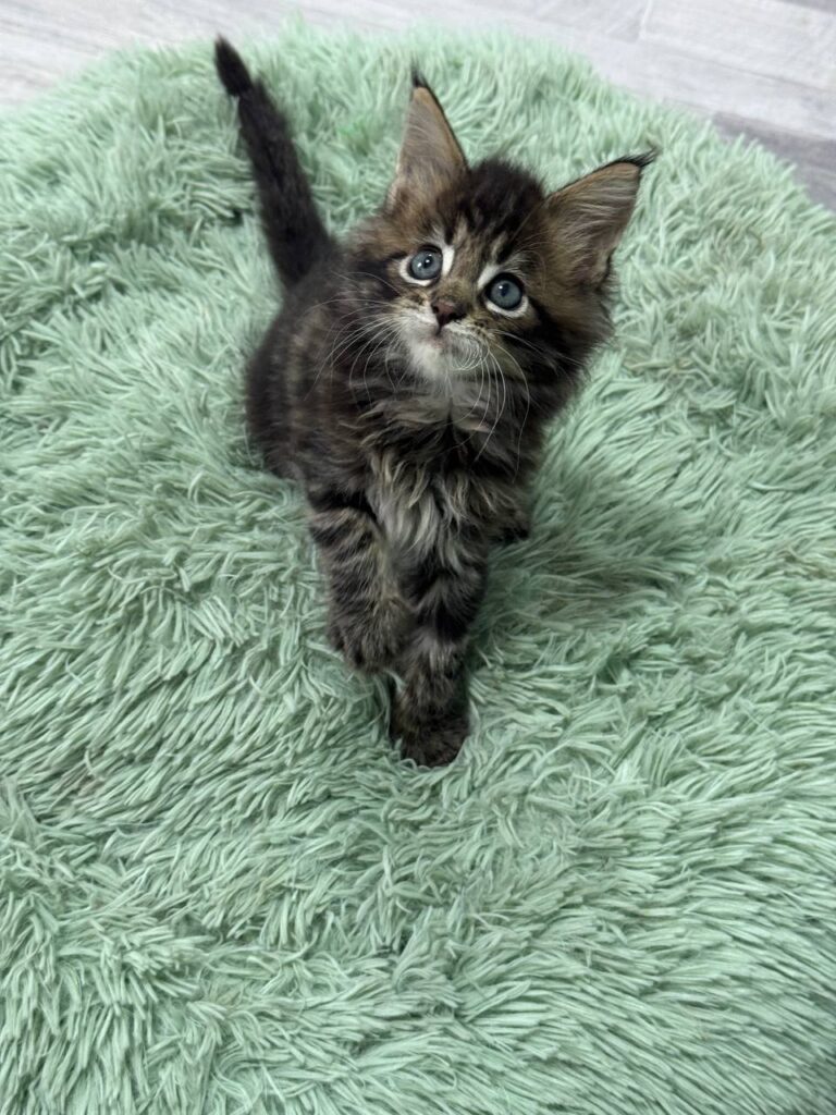 Armani - Dark Tabby Maine Coon Male 2.5 Months Old