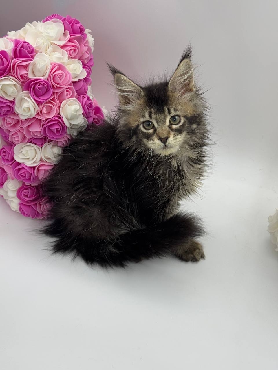 Glaze – Tabby Maine Coon Female 2.5 Months Old