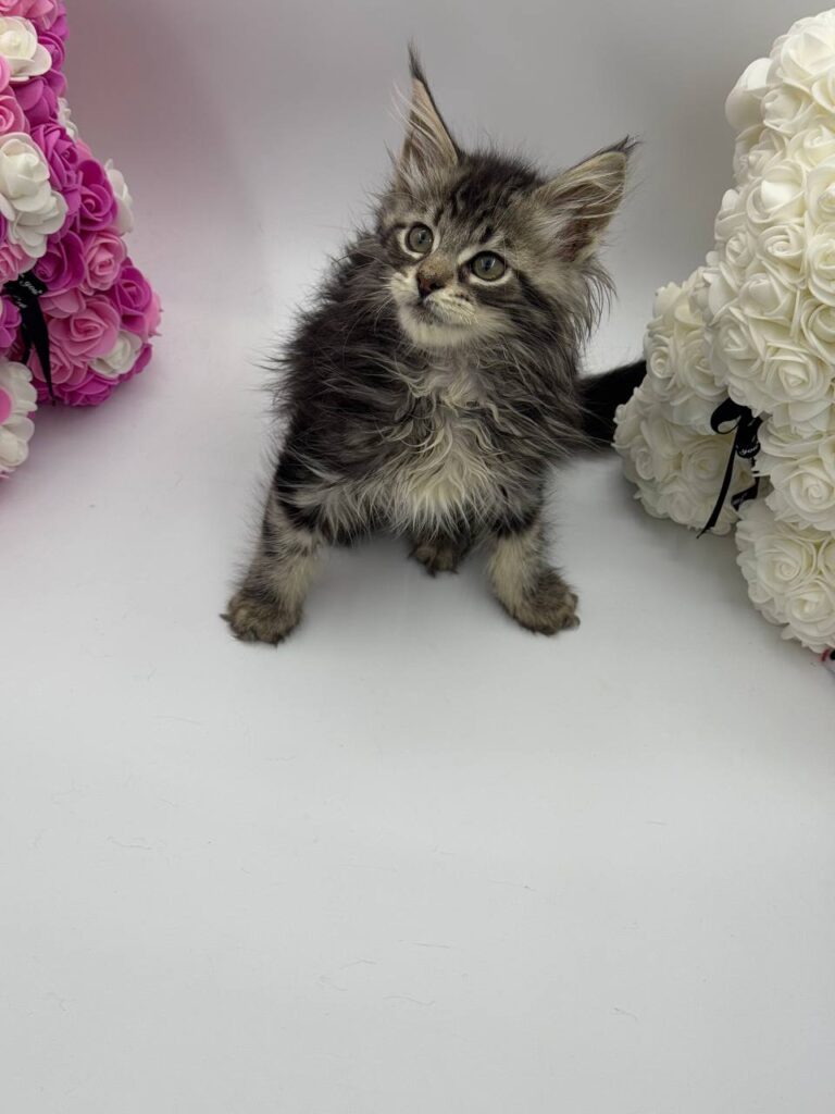 Harris - Tabby Maine Coon Male 2.5 Months Old