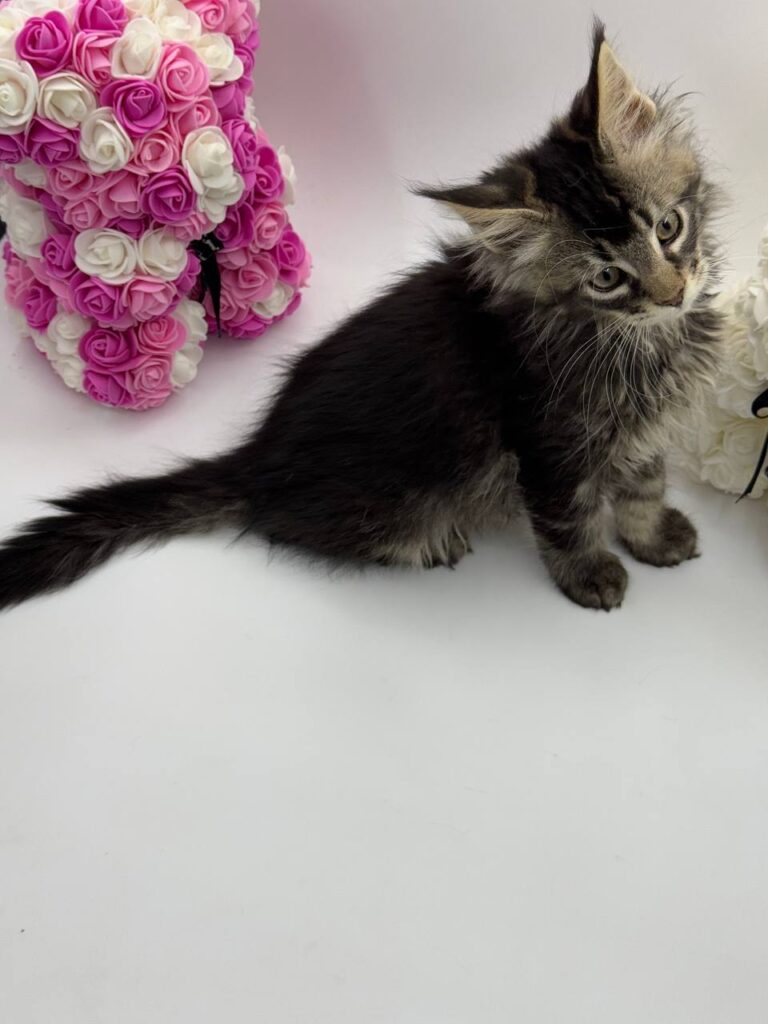 Guess - Tabby Maine Coon Male 2.5 Months Old