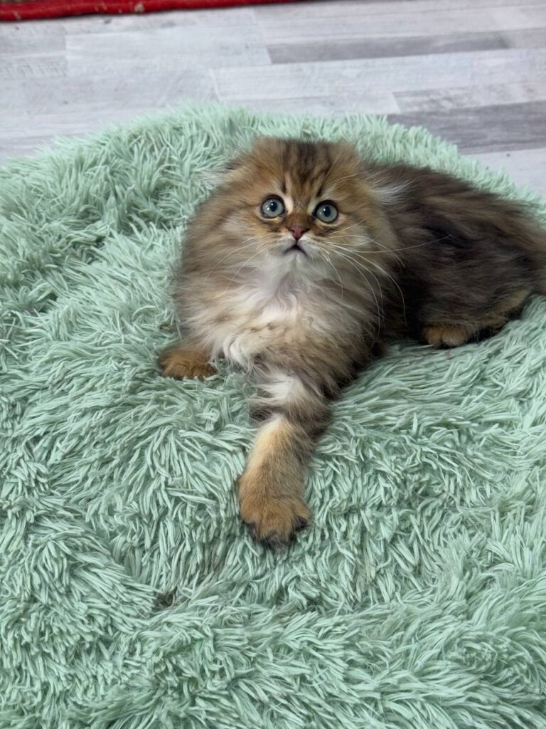 Fendi - Gold Longhair Scottish Fold Male 2.5 Months Old