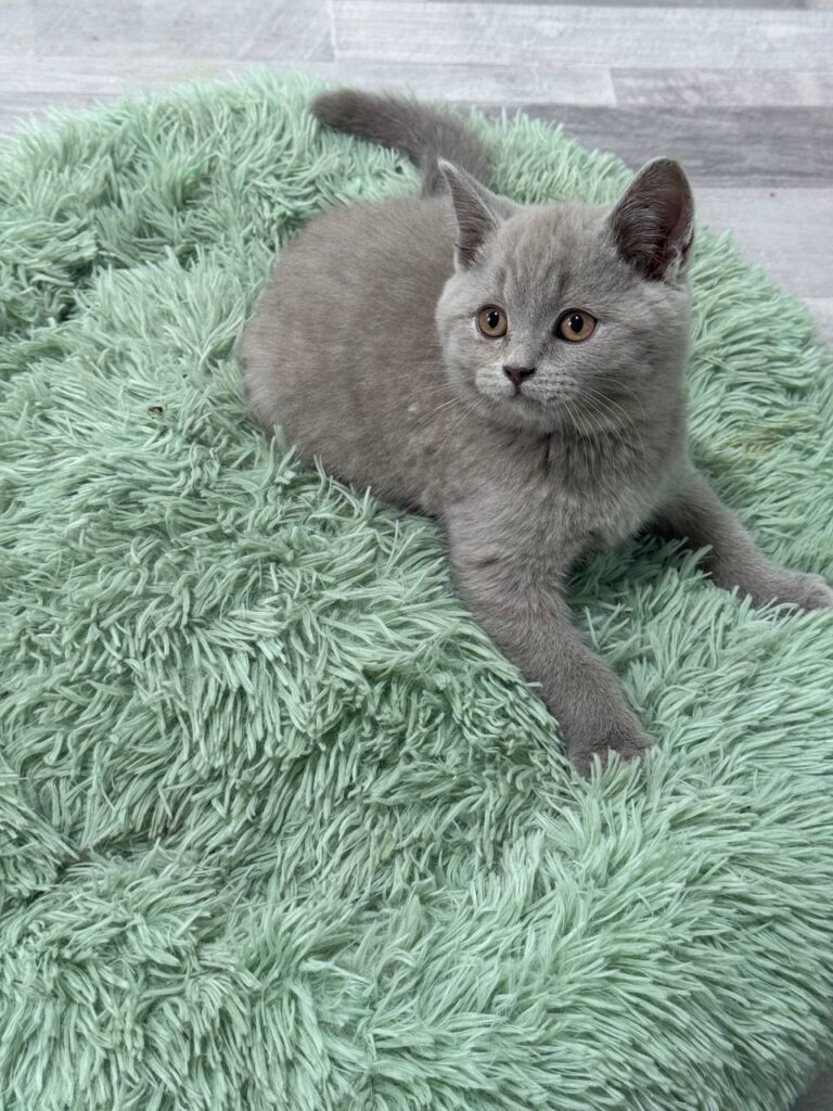 Smoke - Blue British Shorthair Male 2.5 Months Old