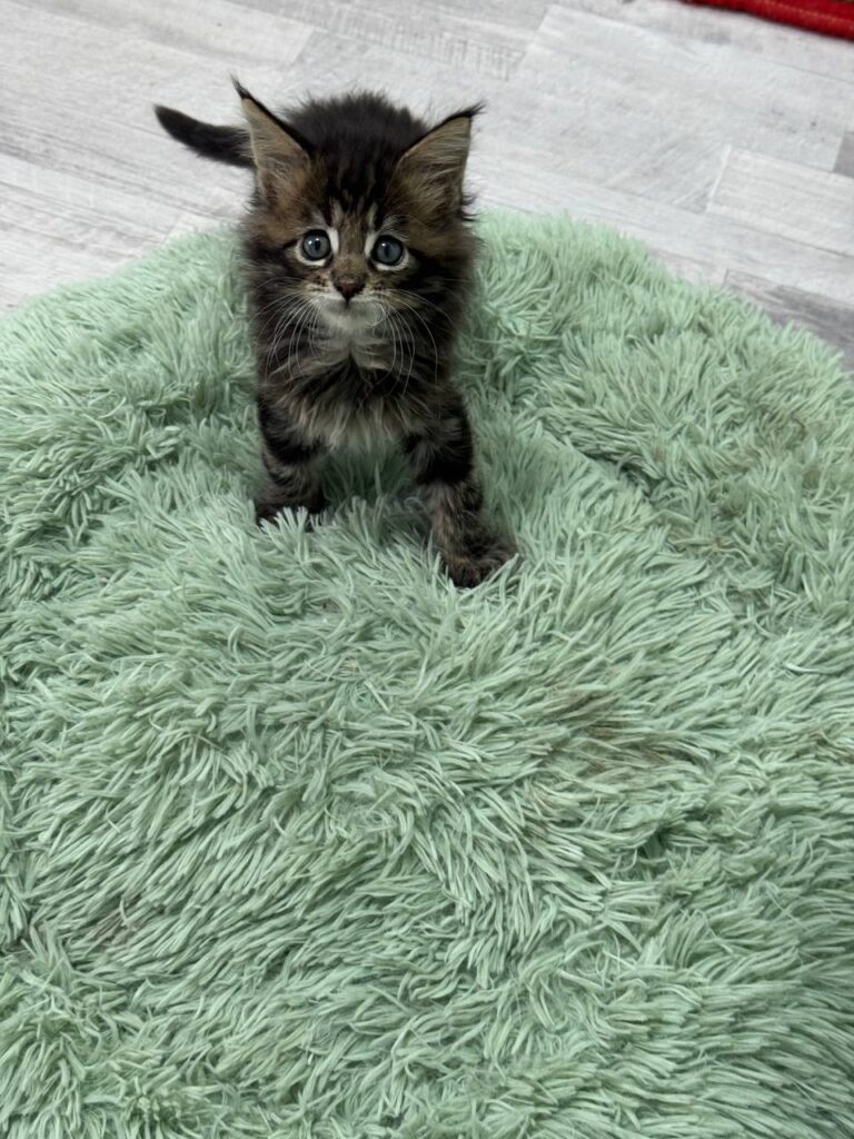 Armani - Dark Tabby Maine Coon Male 2.5 Months Old