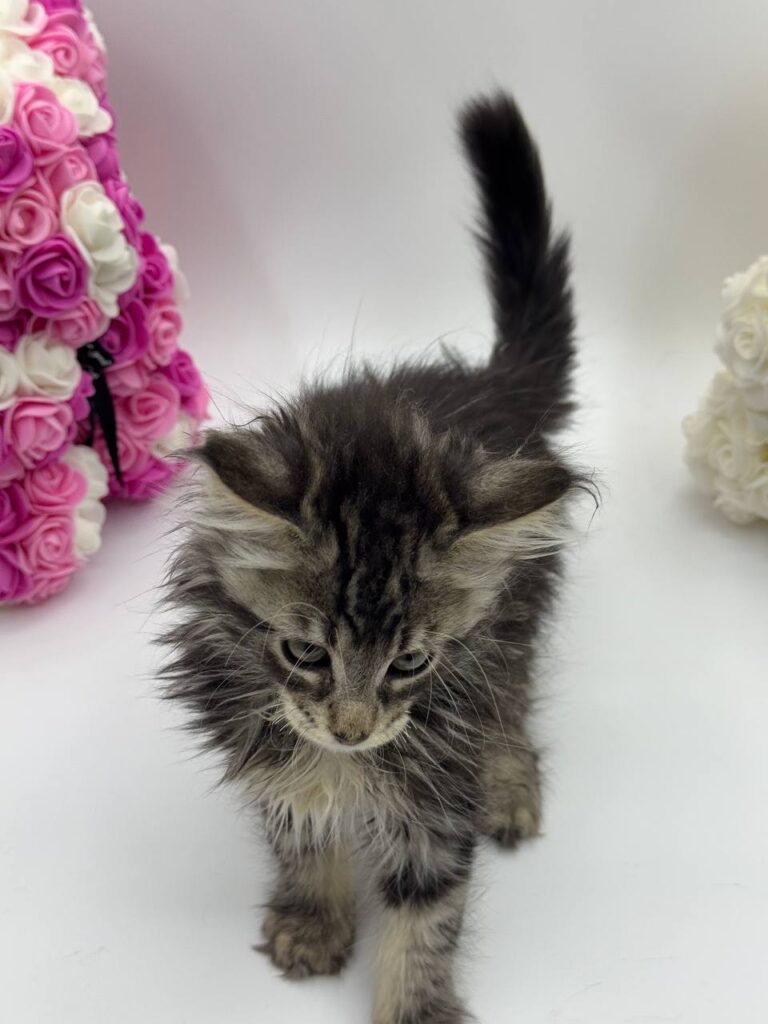 Harris - Tabby Maine Coon Male 2.5 Months Old