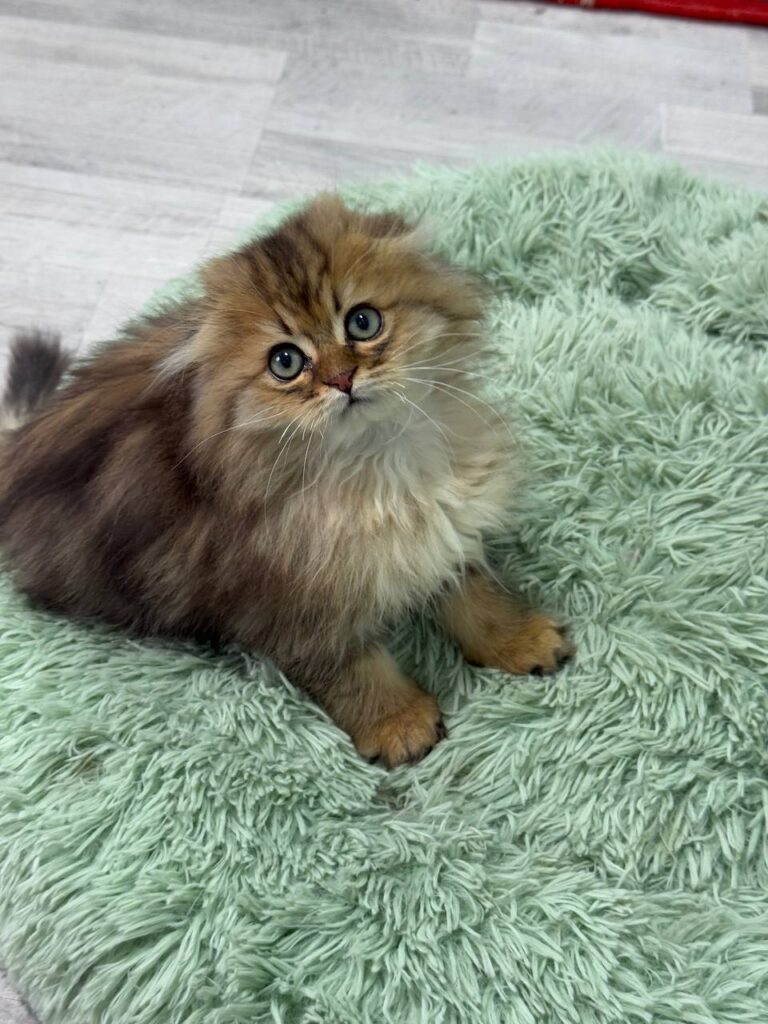 Fendi - Gold Longhair Scottish Fold Male 2.5 Months Old