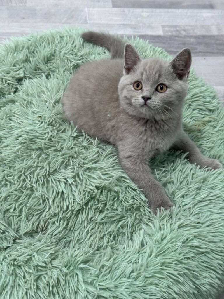 Smoke - Blue British Shorthair Male 2.5 Months Old