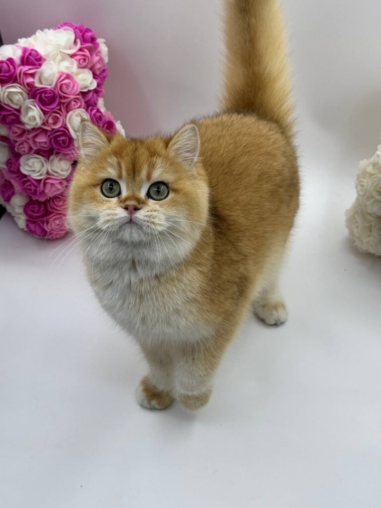 Calvin - British Shorthair Gold Male 4 Months Old